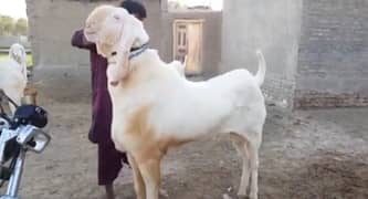 Rajanpuri Bakra Urgent For Sale WhatsApp On 0313,4194,019