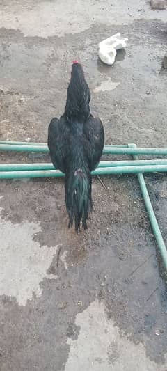 Aseel
