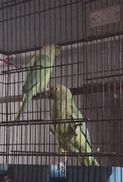 Ringneck breeder pair