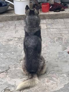 Husky