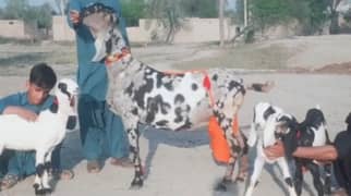 Shera print bakri 3 Bacchon Ke Sath For Sale WhatsApp 0313,4194,019