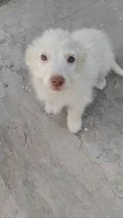 Poodle russian puppu.