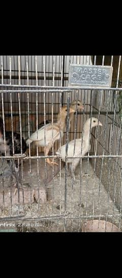 aseel  chick's