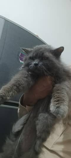 Persian