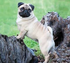 pug female for sale