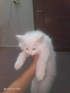 there cats was exited to go in new home