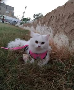 Persian