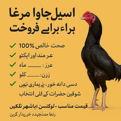اصل
