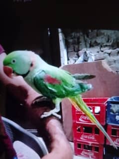parrot
