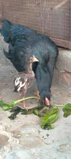 murgha,