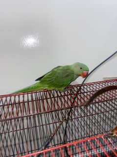 Raw parrot