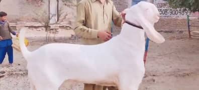 2 Dant Qurbani lagne wala Rajanpuri  Bakra for sale Call 03259242621