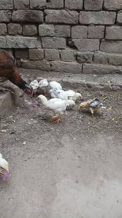 mianwali