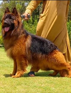 Top quality German shepherd proper long coat male 18 month for sale