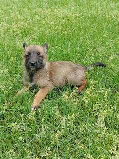 Belgian shepherd dog male