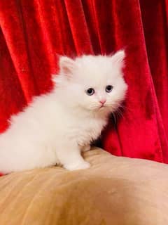 Persian