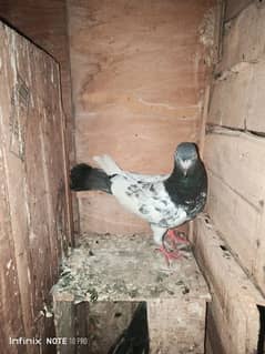 high flyer pigeon for sale