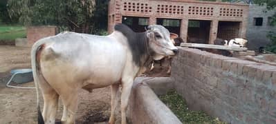 2nda Wacha qurbani ka liye03017861307 watsapp AUR call number