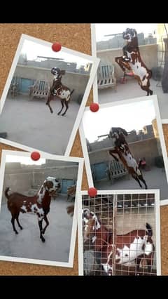 nagraa beetal white eyes