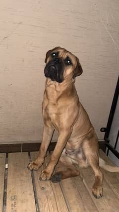 Bullmastiff male pup