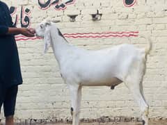 Qurbani