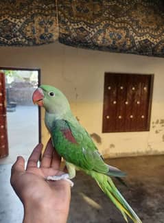 raw parrot baby for sale