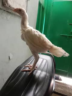 Heera aseel chicks for sale
