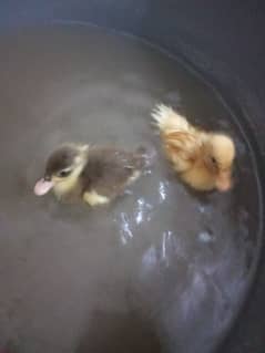 duck