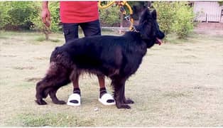 Black German shepherd female available