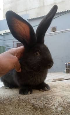 Flamish Giant bunnies ( read description first)