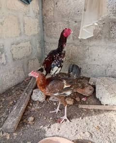 aseel pair he murgi ande derahi he