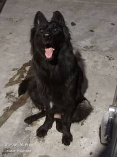 Long Coat female available