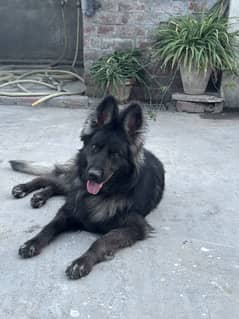 German Shepherd Female