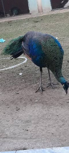 Green Java Peacock for sale 03477484596 call wahtasp