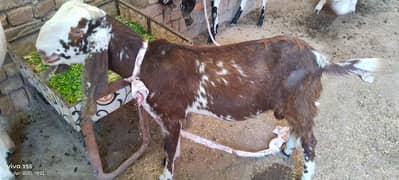 Bakra ghar ka Pala hua