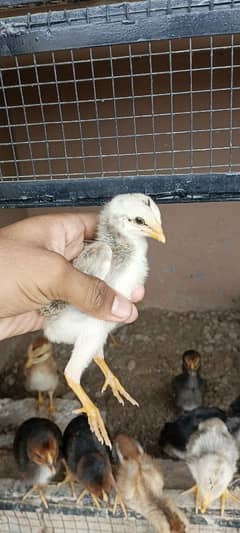 aseel chicks