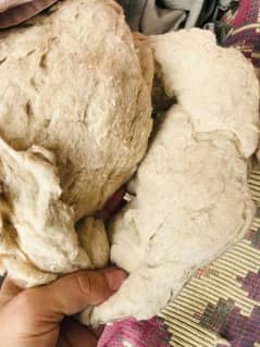 Cotton