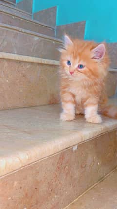 name:sunny