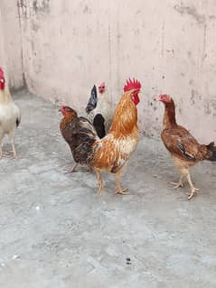 . misri femle . . . 2 daisi hen