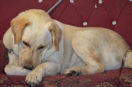 Labrador
