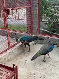 Green Java Peacock for sale 03477484596 call wahtasp