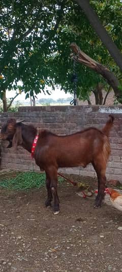 Qurbani Bakra