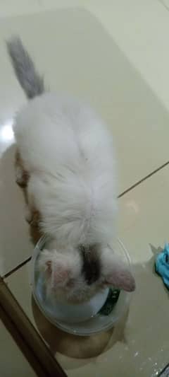 Persian breed kitten 2 months