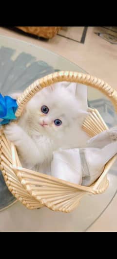 cutiey