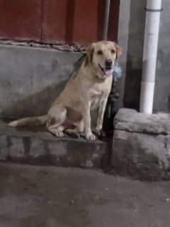 leb dog for sale age 13 month full activity