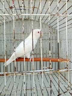 Albino Red Eye's (Female)
