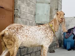Makhi