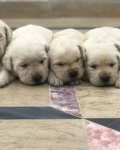 Labrador puppies