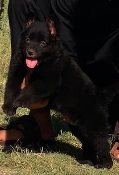 Black German Shepherd for sale 2 months old