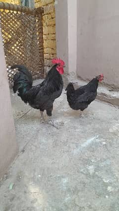 Black Australorp Male Breeder